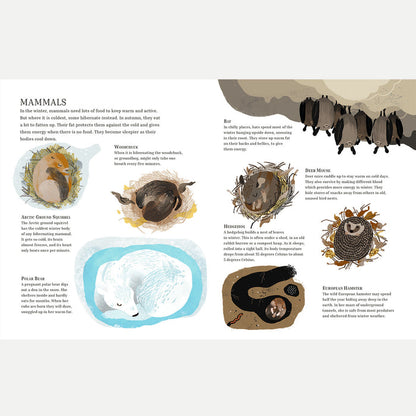 Winter Sleep A Hibernation Story